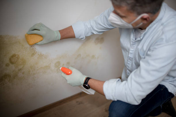 Best Certified Mold Removal  in Newport, MN